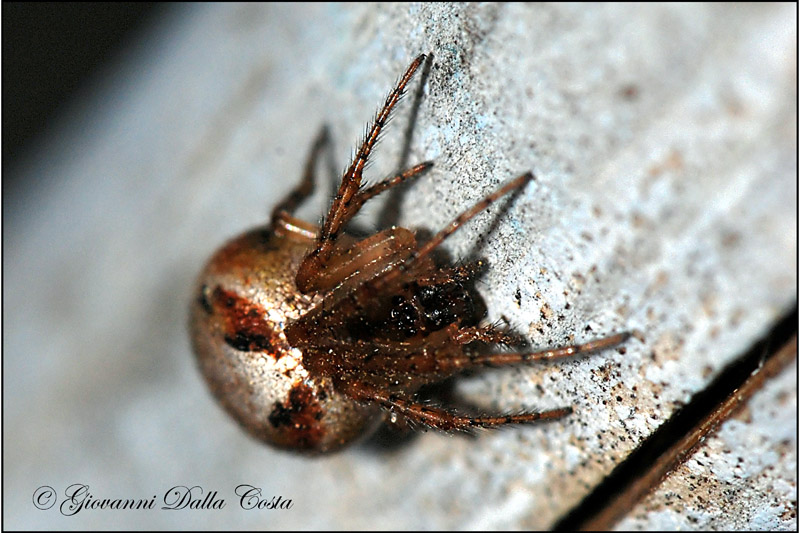 Zygiella sp.
